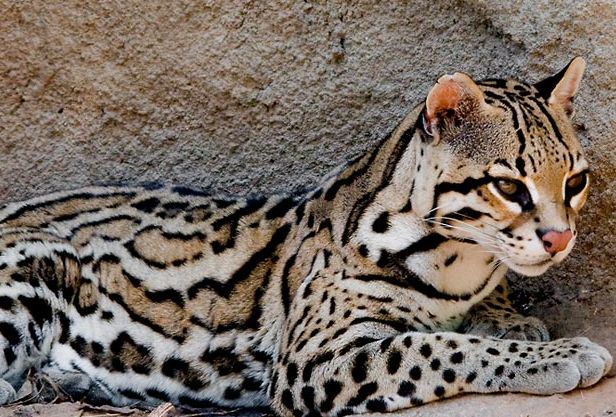  p>虎猫指名亚种是一种 a href="#" data-lemmaid="230981">猫科 /a>