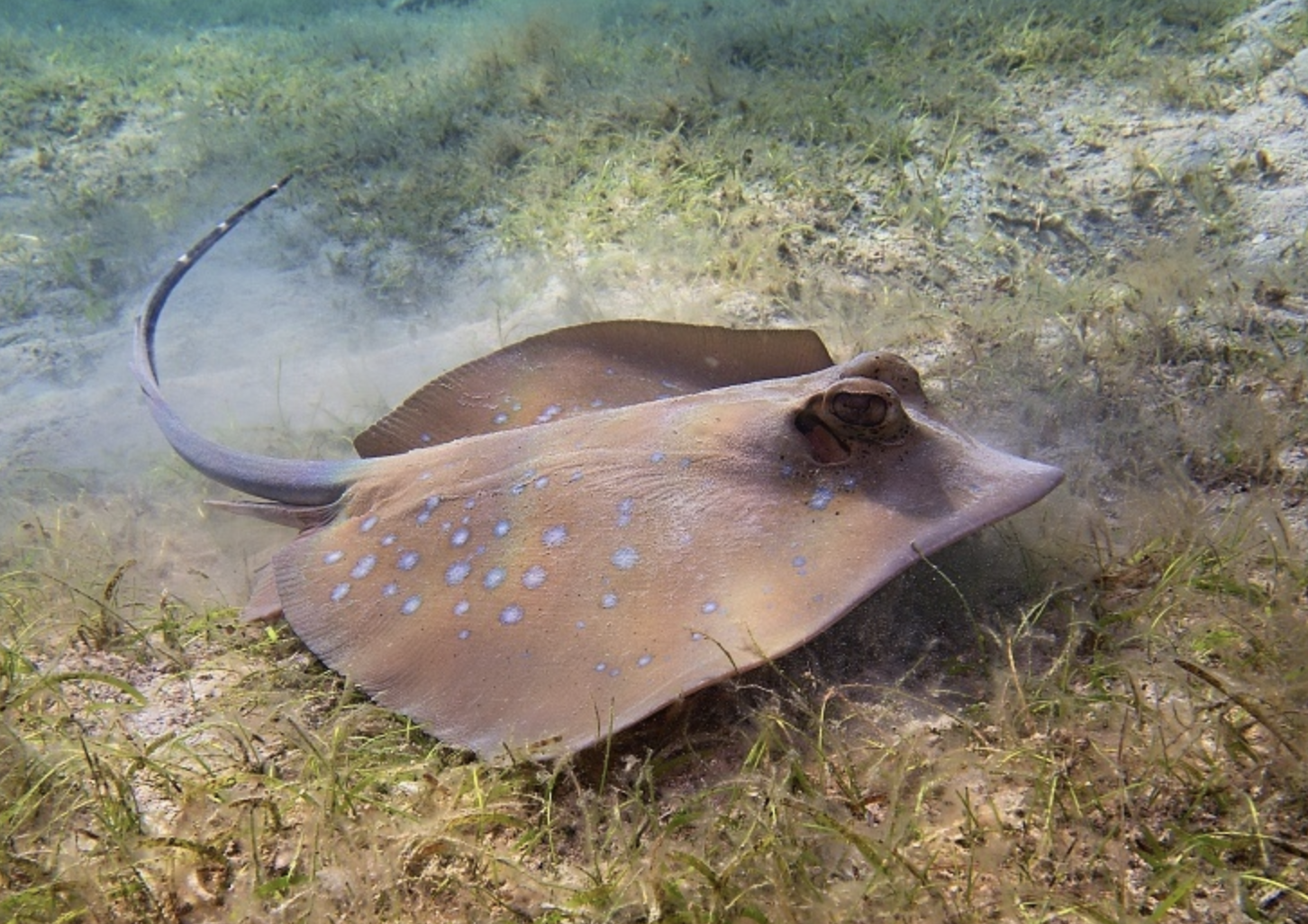  p>古氏魟(学名: i>dasyatis kuhlii /i>)的魟科,魟属的一种鱼类.