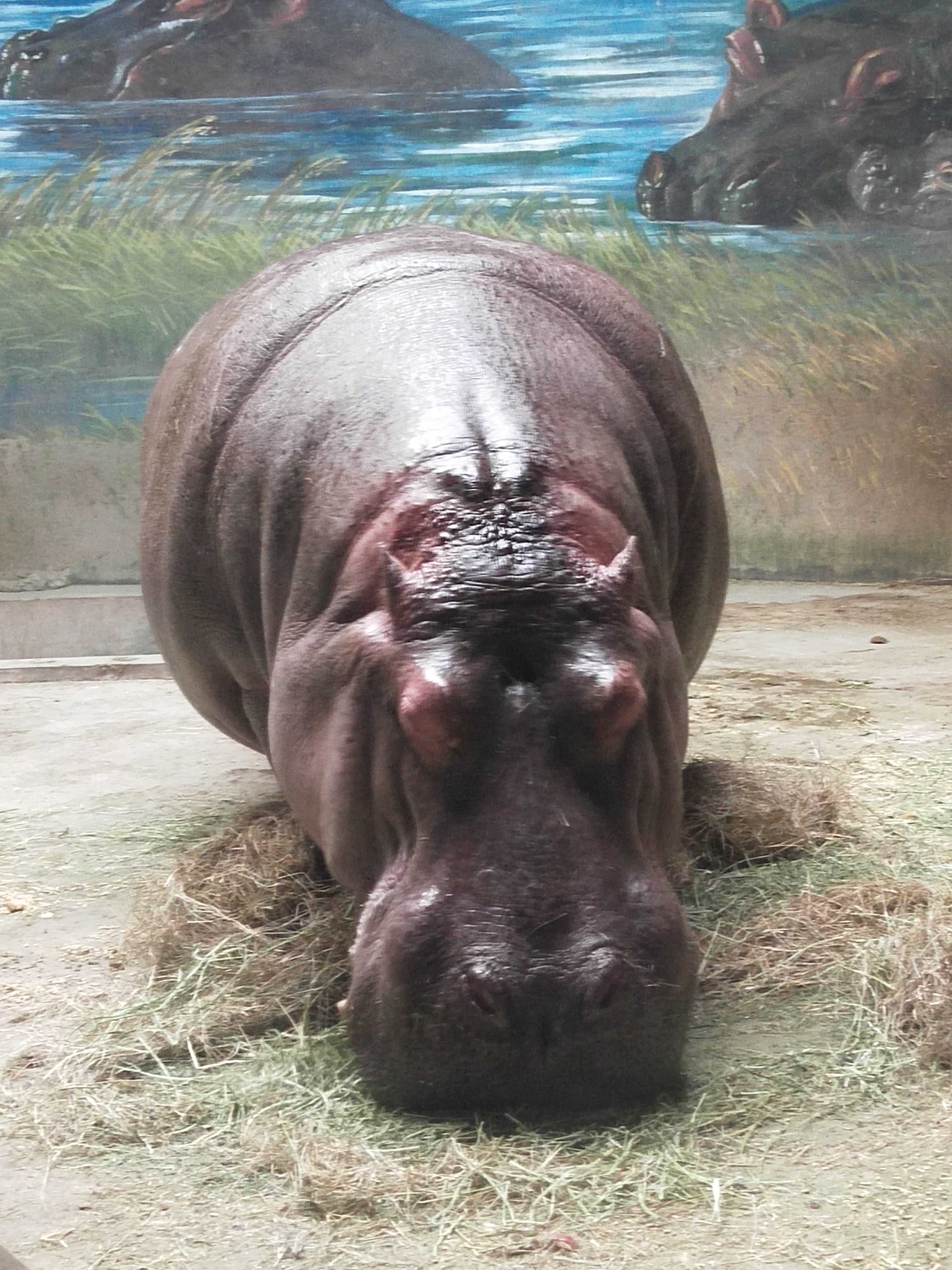 河马是巨大的陆栖动物之一,亦是陆地上体型(按平均值算)仅次于大象和