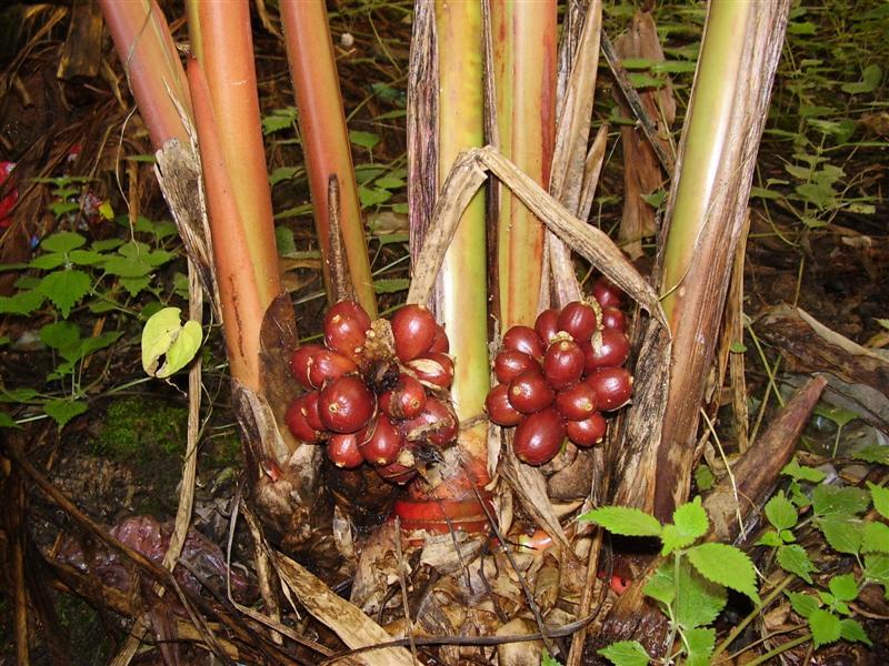  p>草果(学名: i>amomum tsaoko /i> crevost et lemarie)是姜科,豆蔻