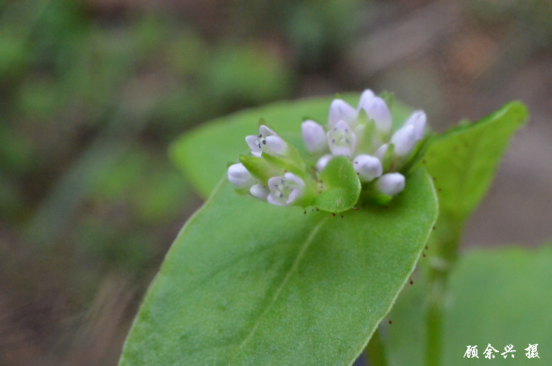  p>尼泊尔蓼,一年生草本.