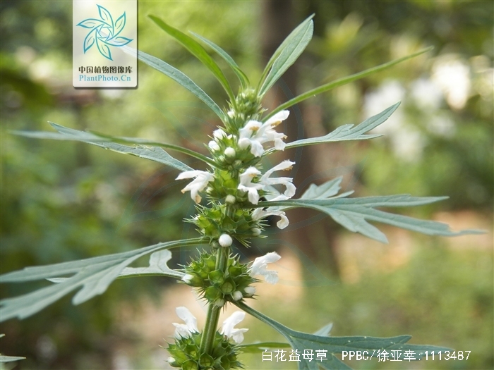 白花益母草