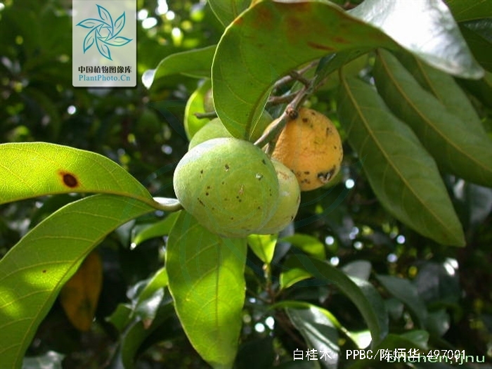  p>白桂木(学名: i>artocarpus hypargyreus  /i>hance)是桑科波罗蜜