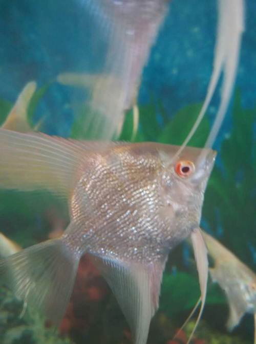  p data-id="gnbjg2i3m5">叶鱼又名枯叶鱼,叶形鱼,多棘叶形 a target=