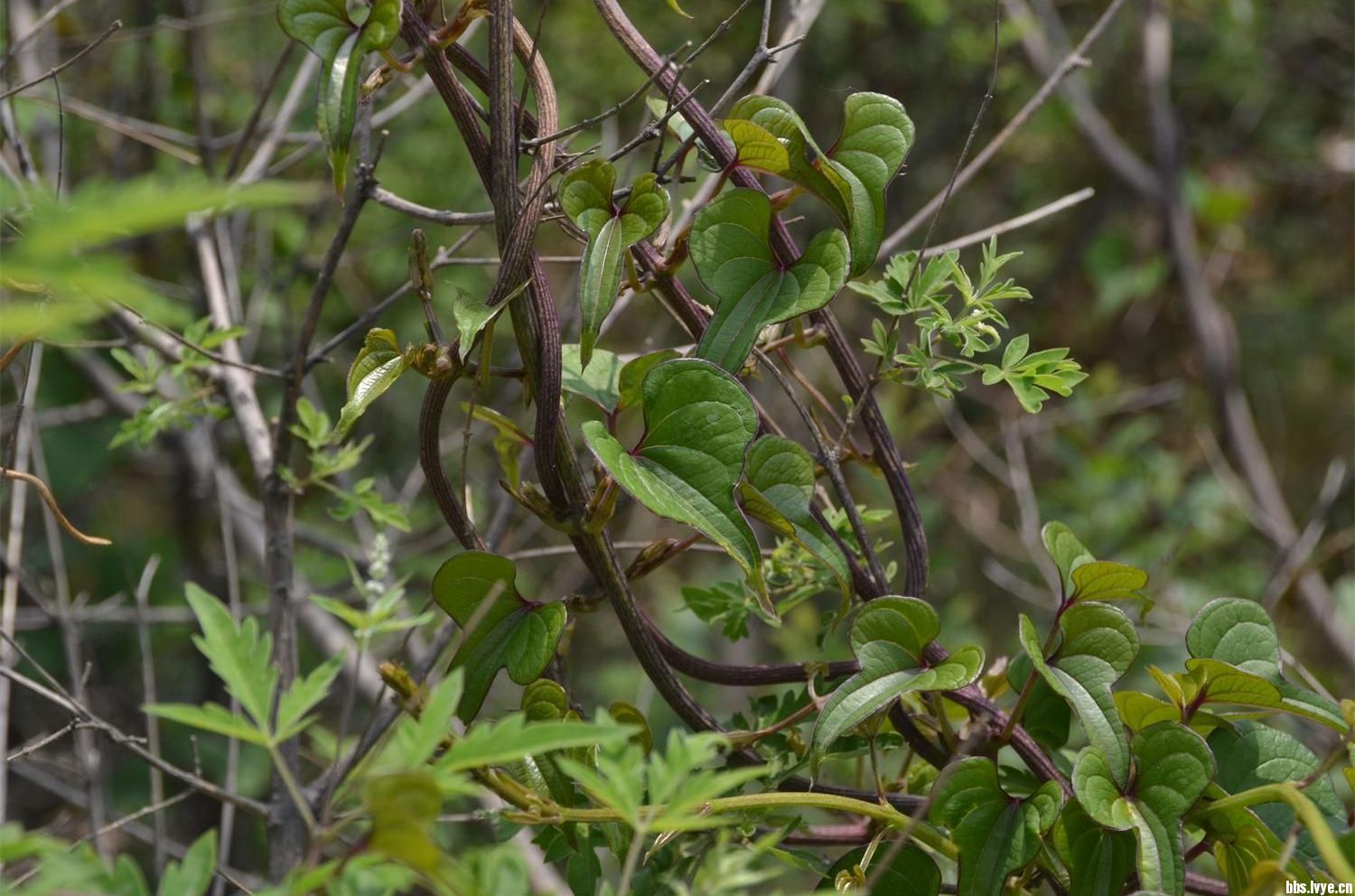  p>野山药为多年生缠绕草质 a href="#" data-lemmaid="10961785">藤