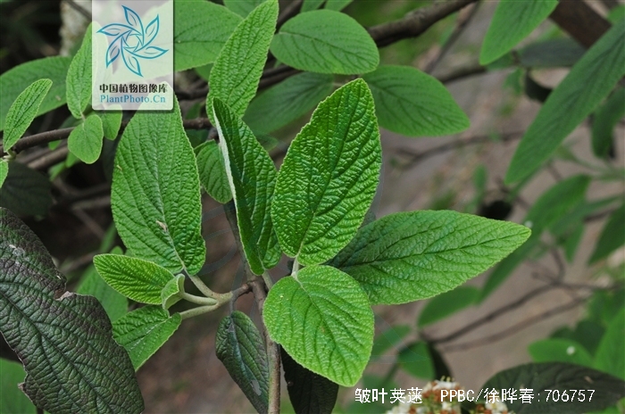  p>皱叶荚 b>蒾 /b>(学名: i>viburnum rhytidophyllum /i> hemsl.