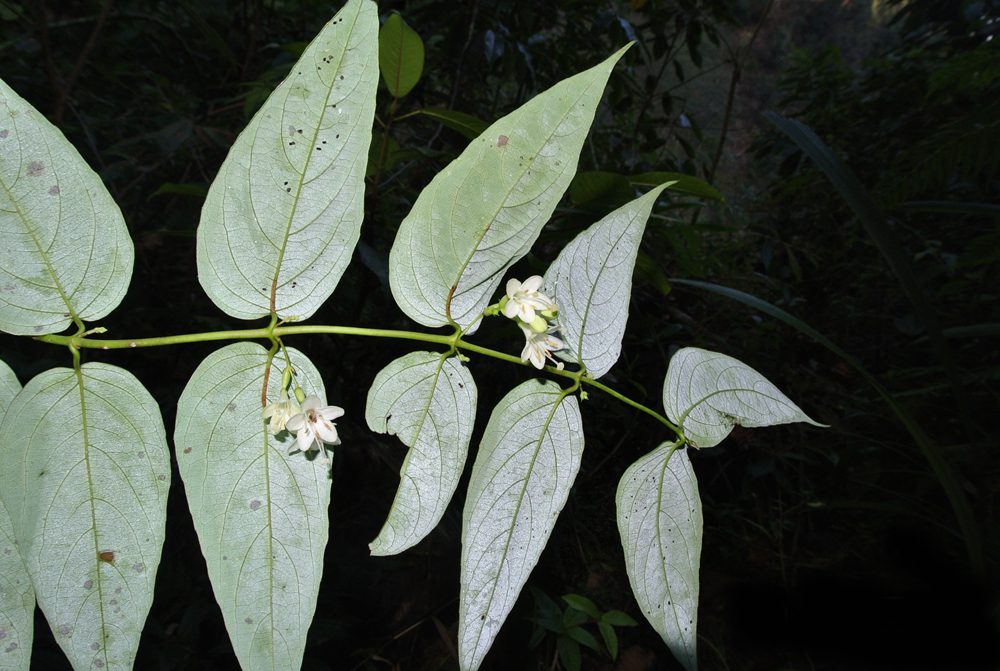  p>纤细鬼吹箫,灌木,高1.5-3 (-4) 米.