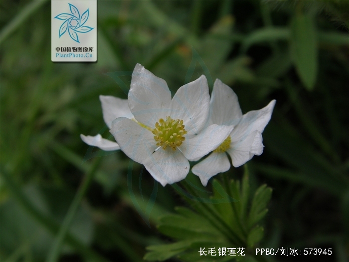 长毛银莲花