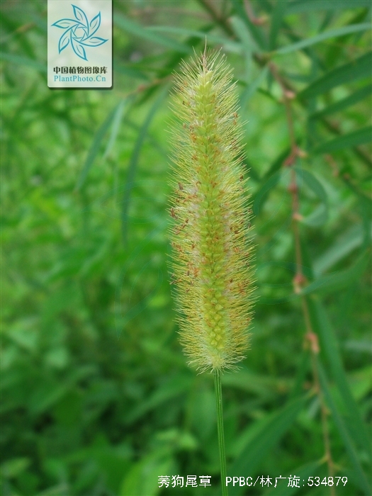  p>莠狗尾草,中药名.