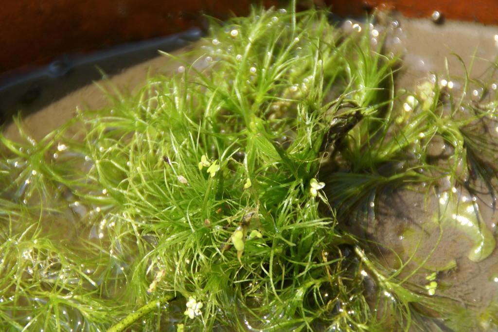  p>《 a target="_blank" href="/item/中国淡水藻类——系统,分类及