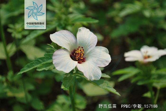 野西瓜苗