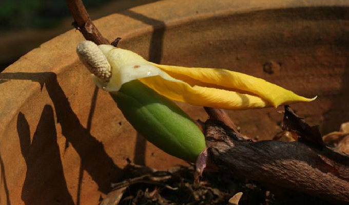  p>岩芋属( a target="_blank" href="/item