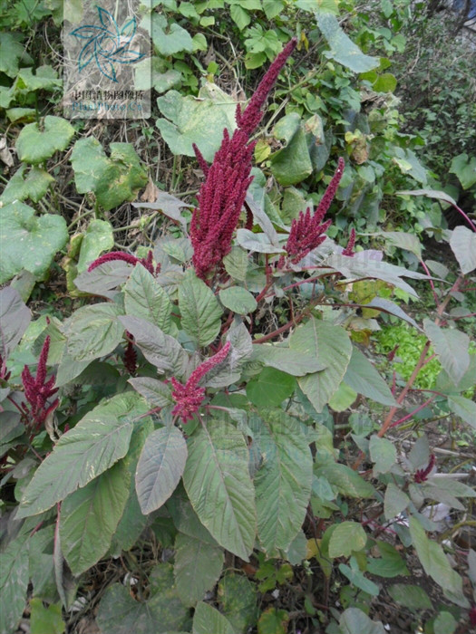  p>千穗谷( i>amaranthus hypochondriacus  /i>l.