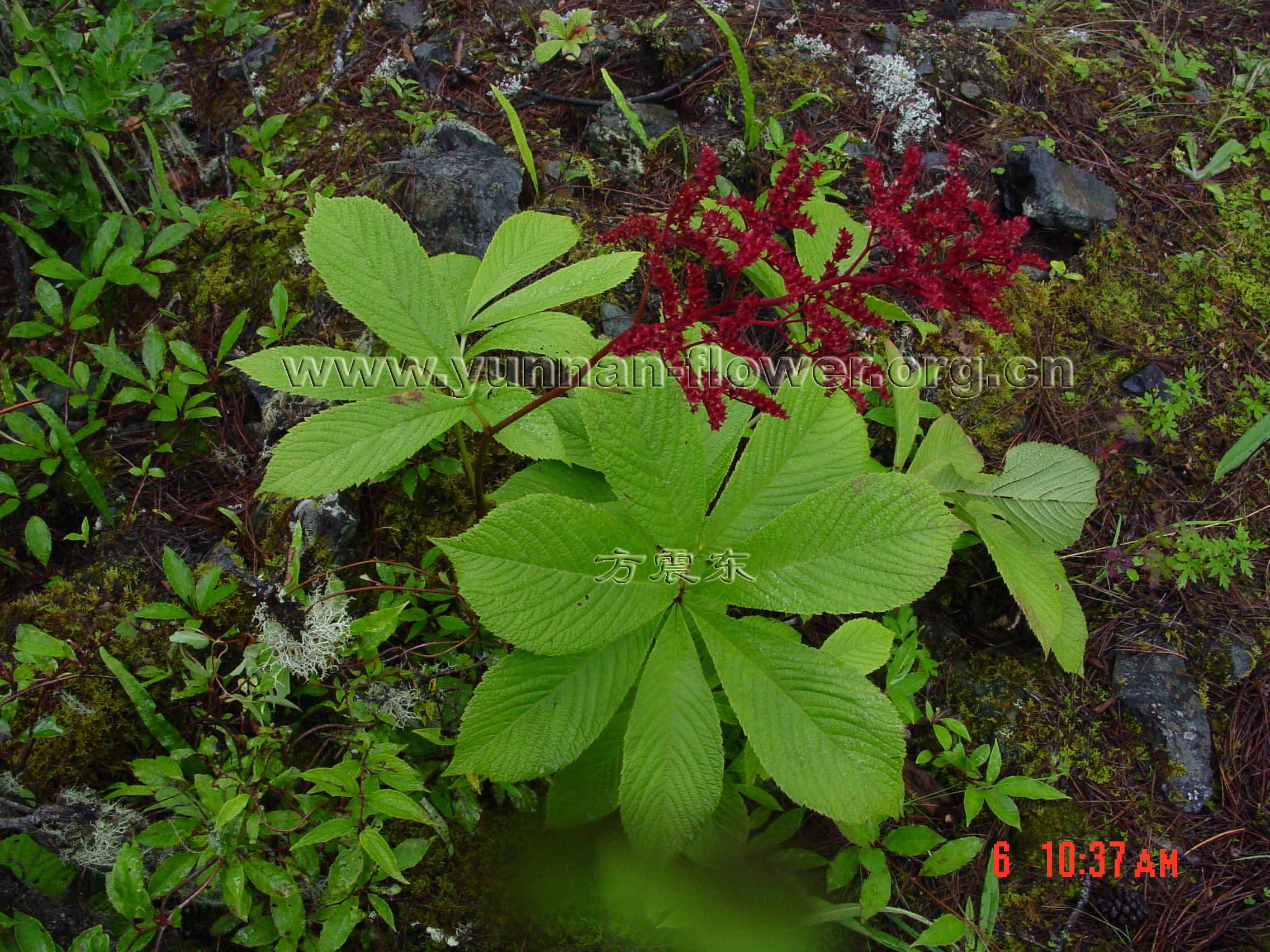  p>鬼灯檠(学名:rodgersia aesculifolia batal)是虎耳草科鬼灯檠属