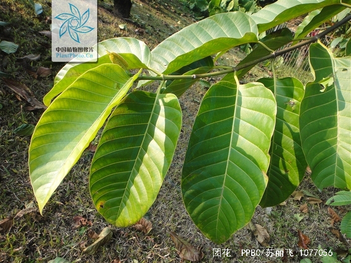 bosser)是茜草科团花属植物,落叶大乔木,高达30米;树干通直,基部略