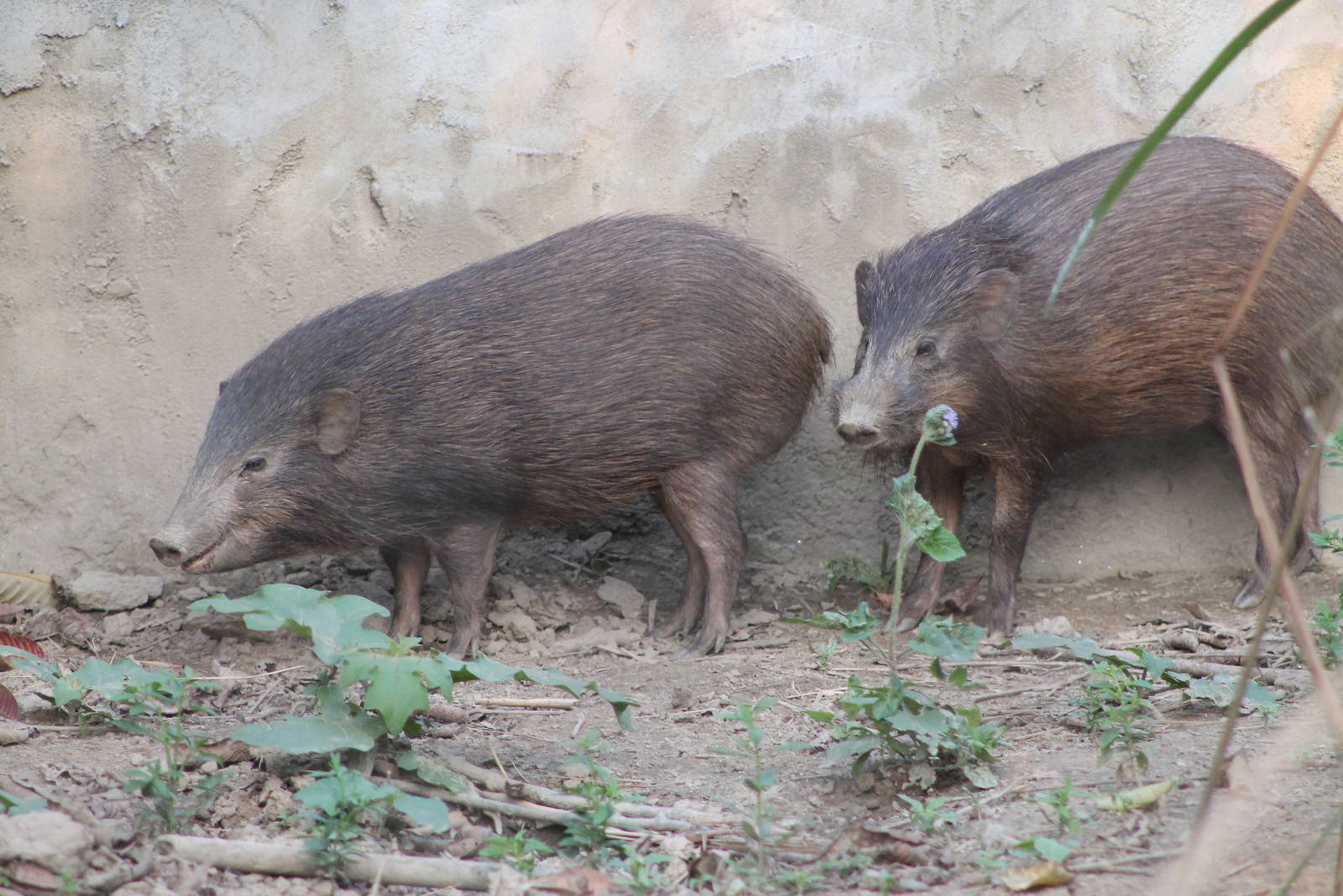  p>侏儒猪属(学名: i>porcula /i>):是哺乳纲,猪科的一个属,仅有一种