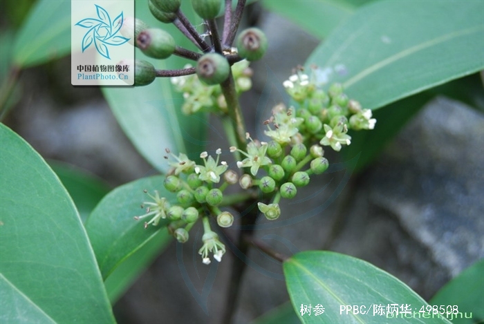  p>树参(学名: i>dendropanax dentiger /i> (harms) merr.