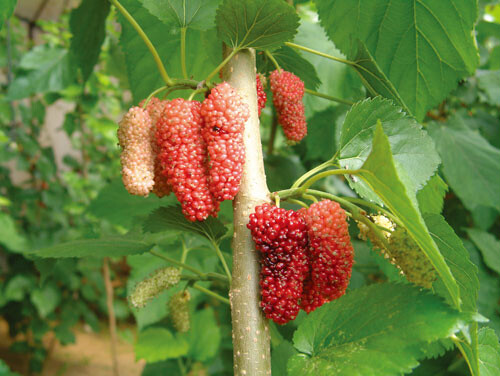 北京大兴古桑国家森林公园