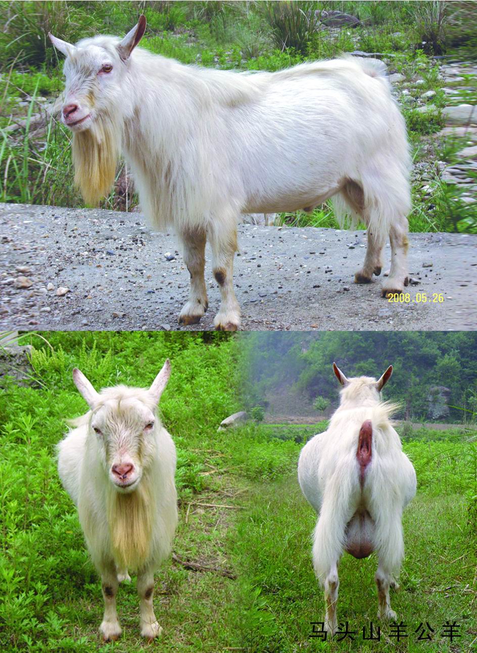 马头山羊