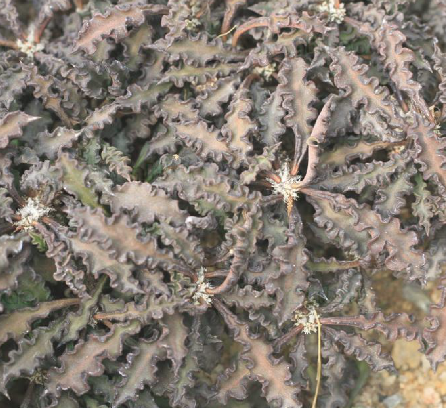  p>皱叶麒麟(学名: i>euphorbia /i>  i>decaryi /i> guillaumin)是