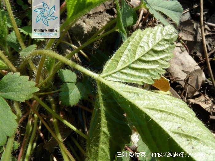 三叶委陵菜