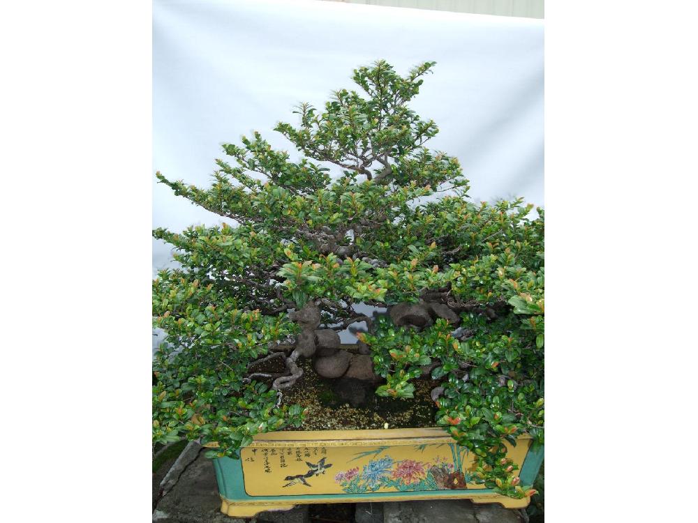  p data-id="gnvjrm5pnt">翠米茶又名米碎茶,米碎花,碎米茶,凹叶柃木