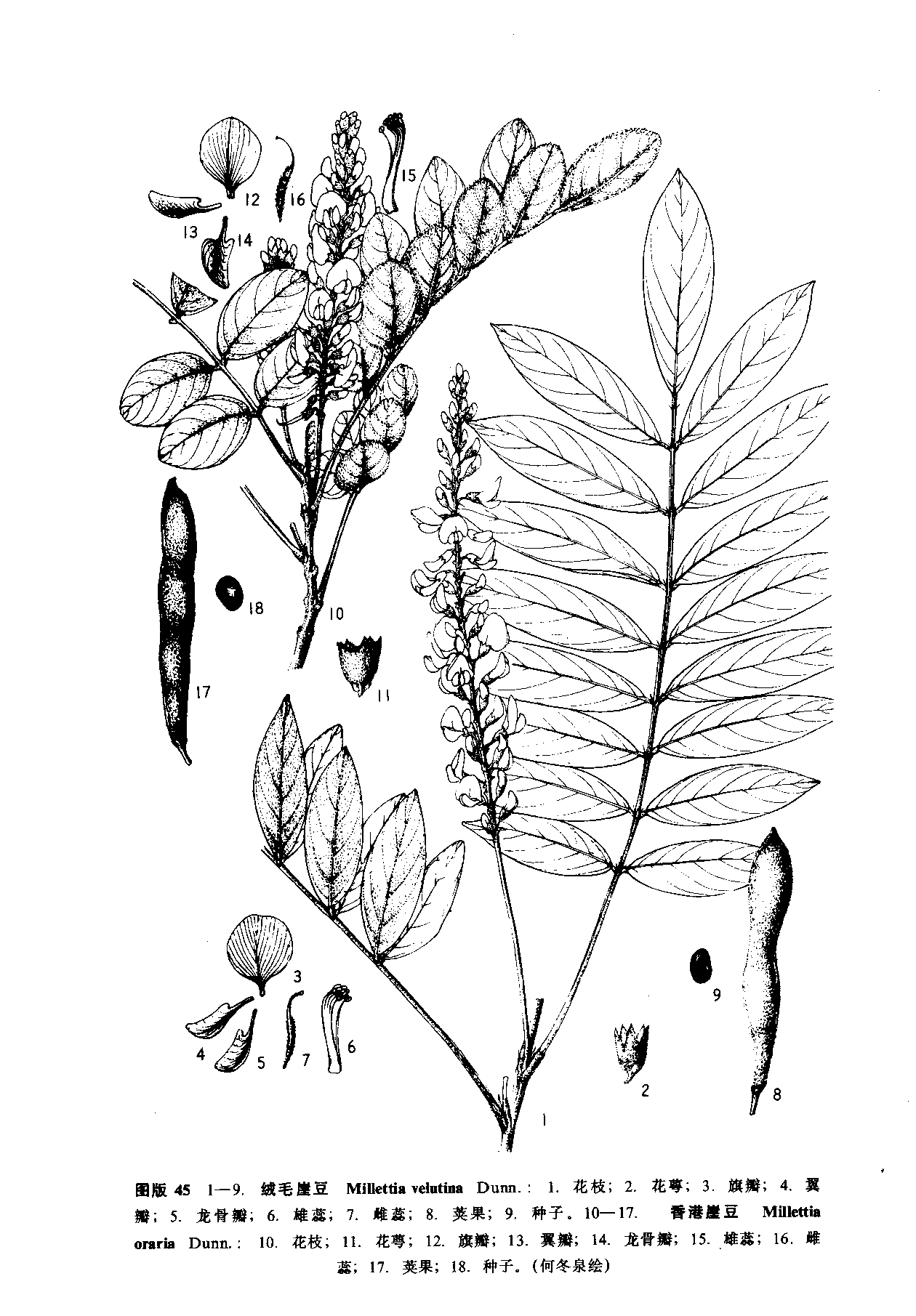  p>香港崖豆藤(millettia oraria dunn)是豆科 a target="_blank"