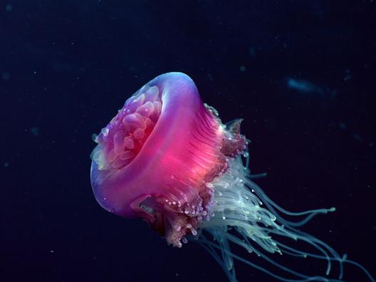  p>水母(英文名称:jelly fish):是水生环境中重要的 a target="_blank