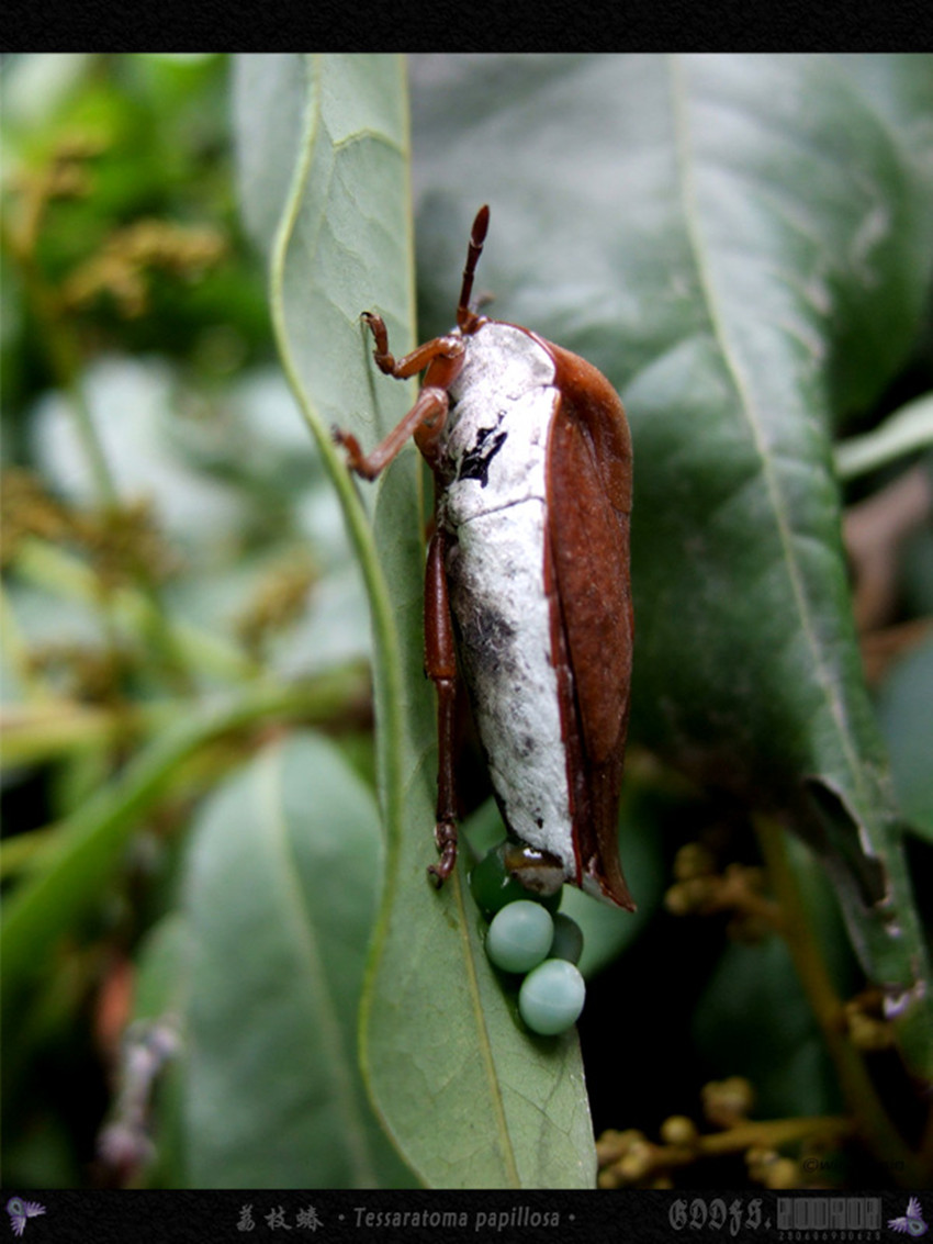  p data-id="gnwlv1uf8y">荔蝽是蝽科昆虫,别名荔枝椿象,臭屁虫,荔枝