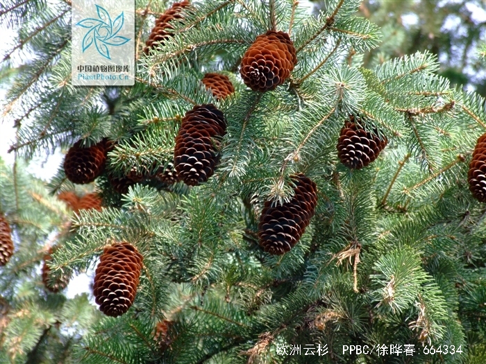  p>欧洲云杉(学名: i>picea abies /i> (l.) karst.
