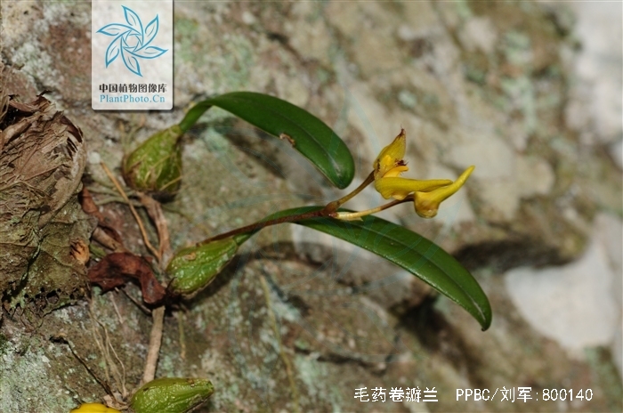  p>毛药卷瓣兰(学名: i>bulbophyllum omerandrum /i>  hayata): a