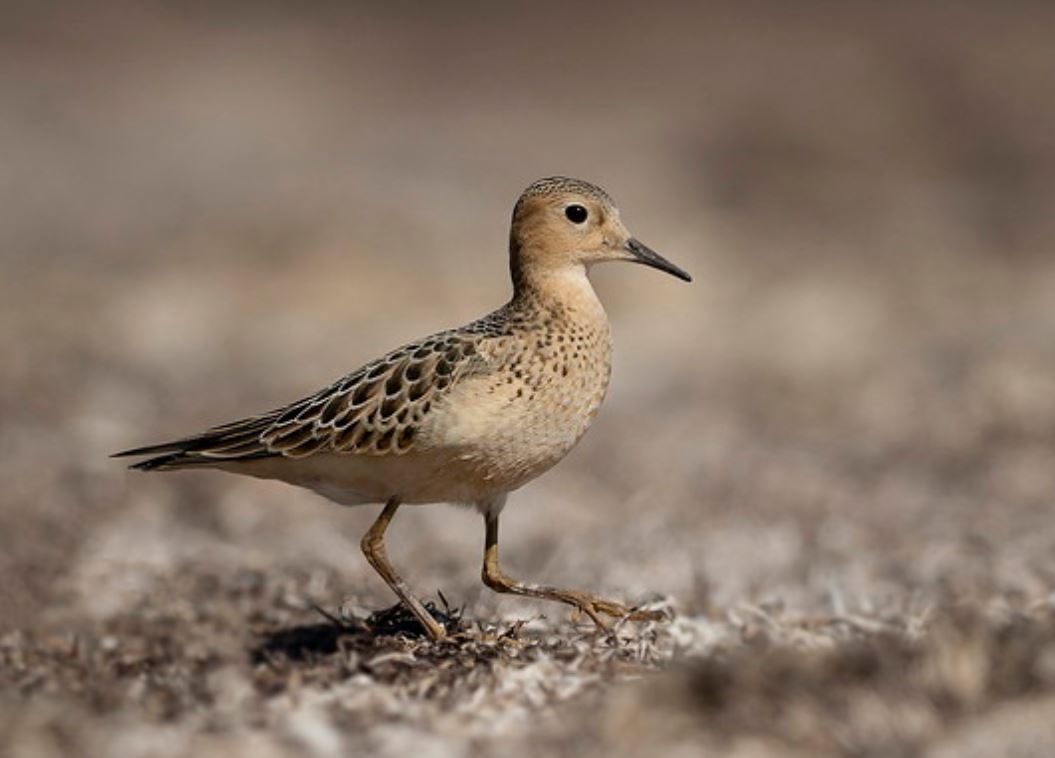 buff-breasted sandpiper