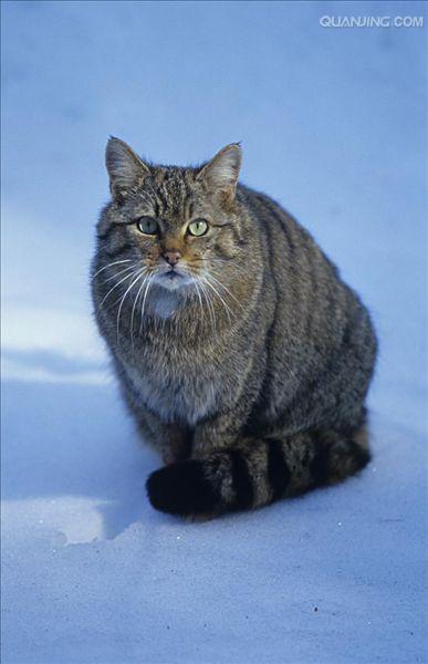  p>欧洲野猫,或称欧林猫,曾一度遍布欧洲大陆.