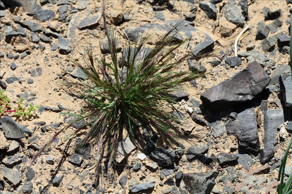  p>三芒草(学名: i>aristida adscensionis /i> l.