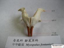 亚科图册