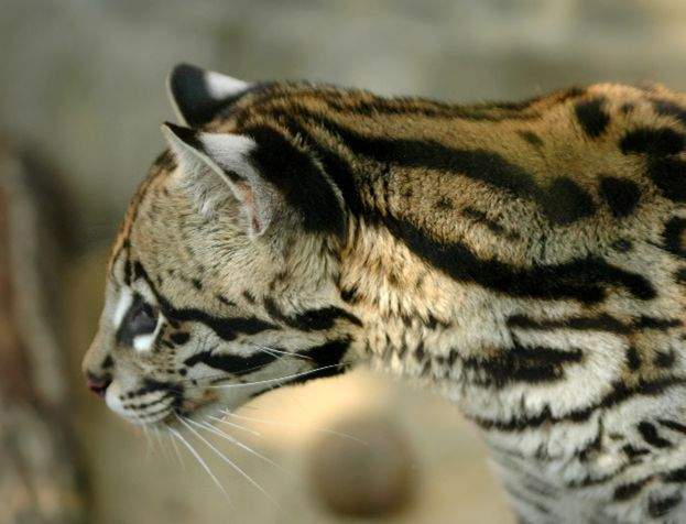  p>虎猫(学名: i>leopardus pardalis /i>):共有10个 a href="#" data