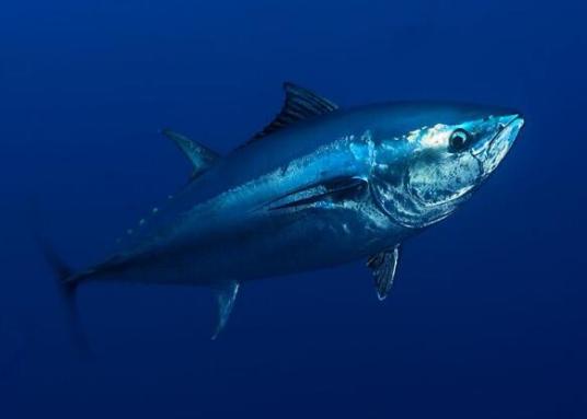 蓝鳍吞拿鱼 百度百科