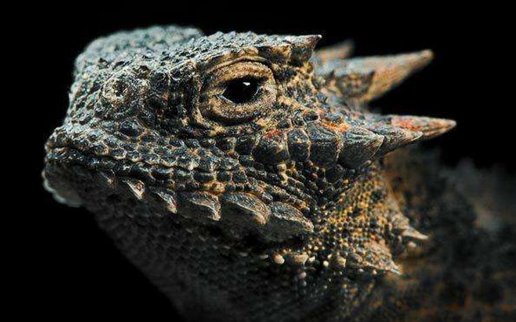 phrynosoma platyrhinos