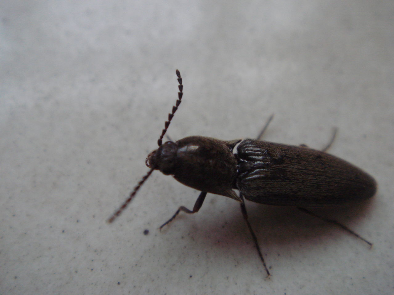  p>大黑鳃金龟 i>holotrichia oblita /i> faldermann,为 a href="#"