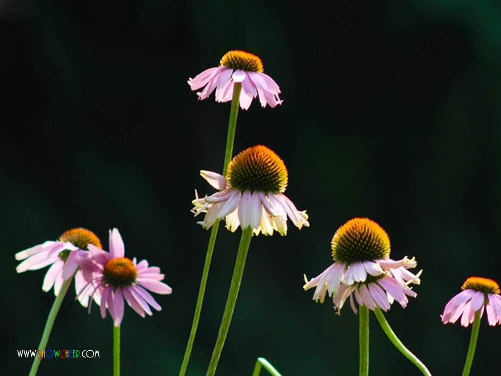  p>波缘风毛菊,是 a target="_blank" href="/item/双子叶植物纲