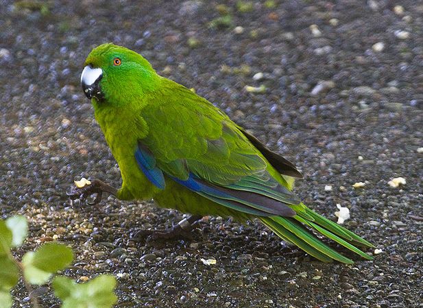  p>纯绿鹦鹉(学名:cyanoramphus unicolor)是一种鹦鹉科鹦鹉属动物.