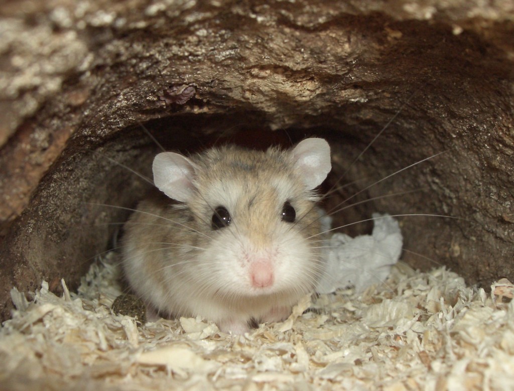 roborovskii( a target="_blank" href="/item/罗伯罗夫斯基仓鼠