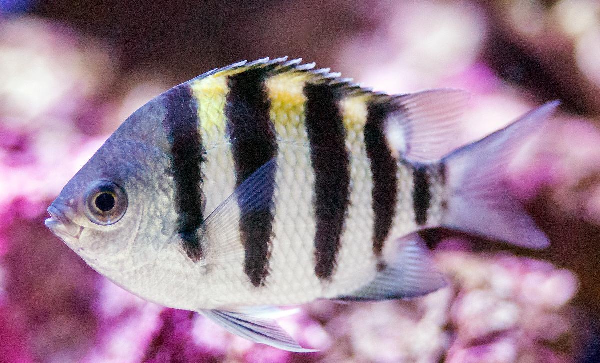  p>鲷科sparidae指的是 a href="#" data-lemmaid="3516708">脊索动物