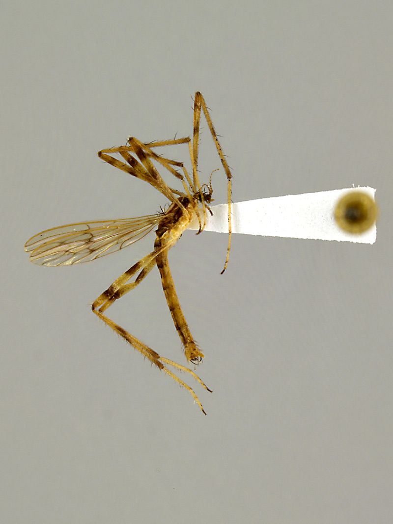  p>蚊科(学名culicidae)是 a href="#" data-lemmaid="1622302">昆虫