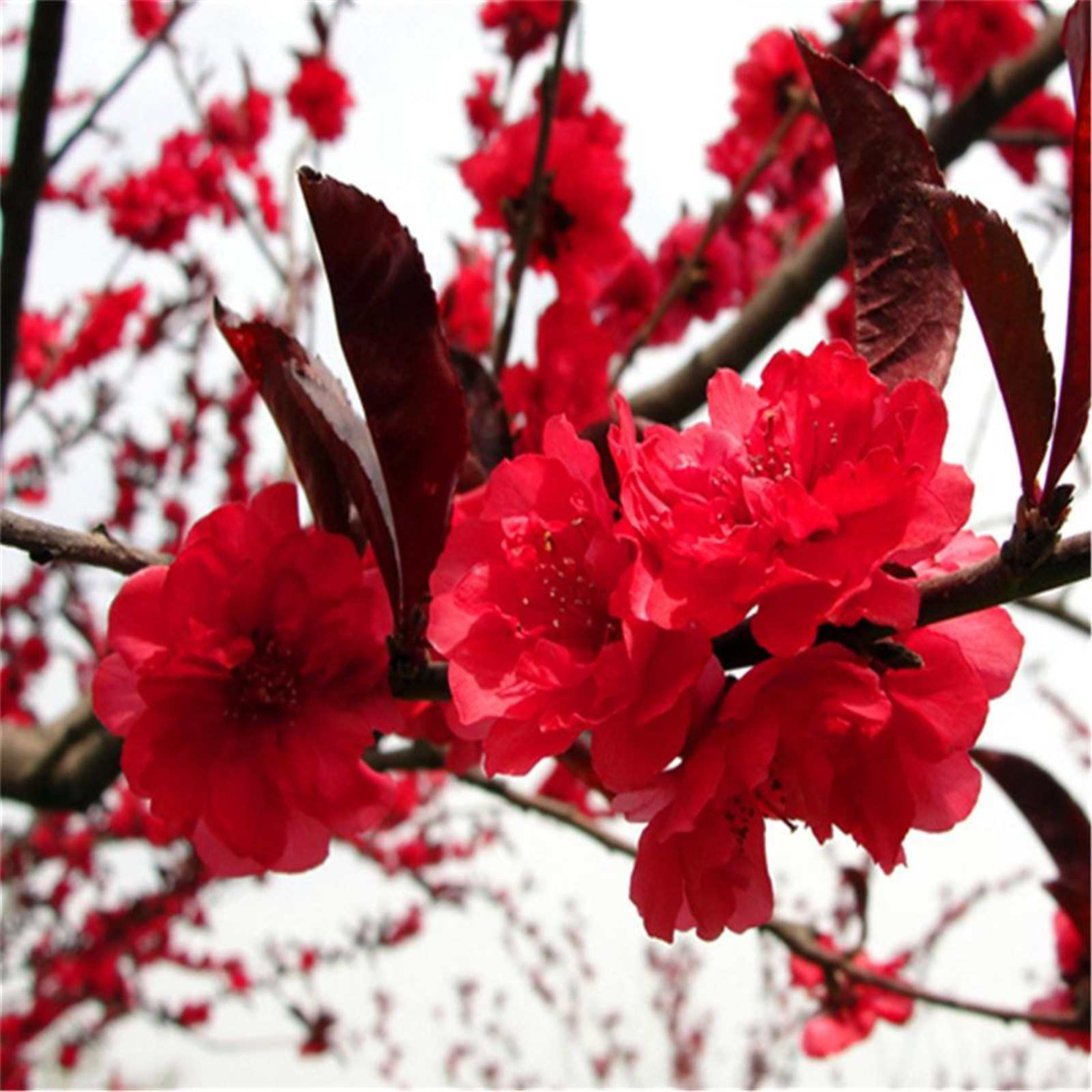  p>红叶碧桃是 a href="#" data-lemmaid="502277">碧桃 /a>的一个