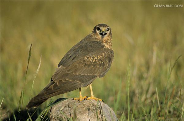  p>乌灰鹞(学名: i>circus pygargus /i>)为隼形目,鹰科鹞属的鸟类.