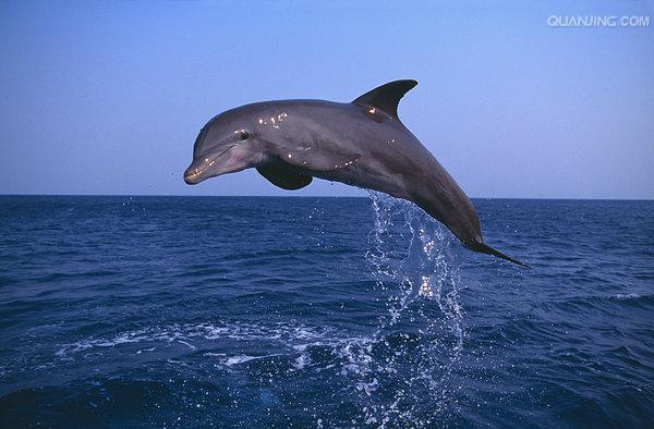 宽吻海豚