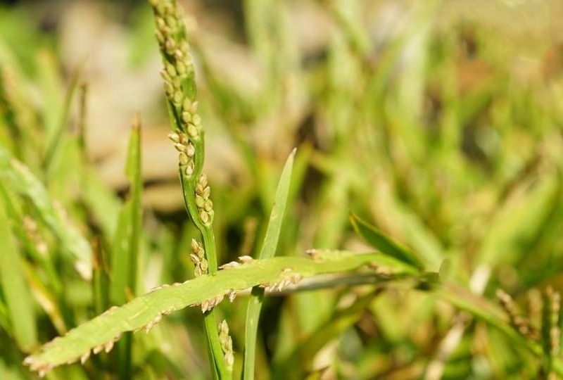  p data-id="gnay8hxq0y">钝叶草( i>stenot