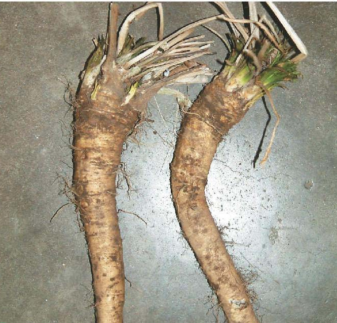 p. gaertner et schreb.)是十字花科,辣根属植物.