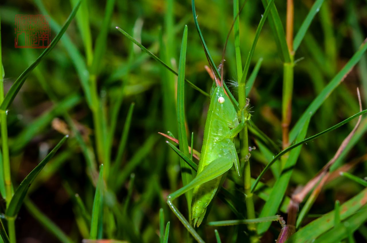 草地蝗属